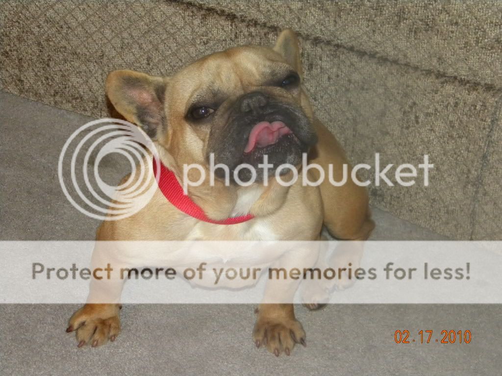 Big Block Bully American Bulldog Pups For Sale In Pittsburgh | Dog ... Big Block Bully American Bulldog Pups For Sale In Pittsburgh | Dog ...
