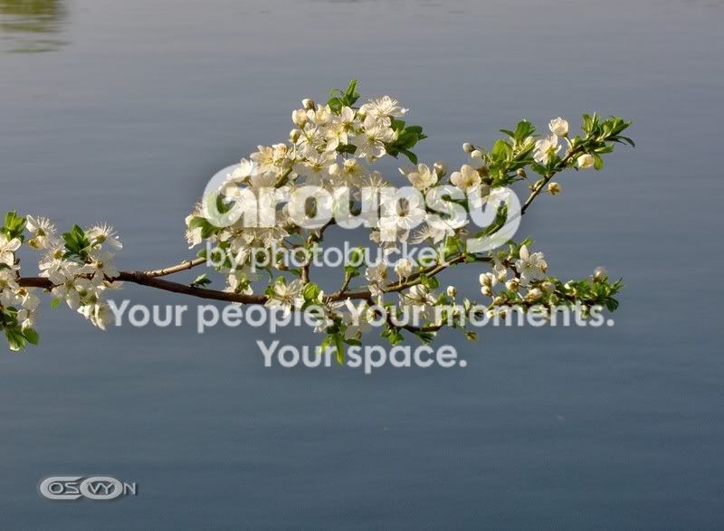 Spring Time_22 Pictures, Images and Photos