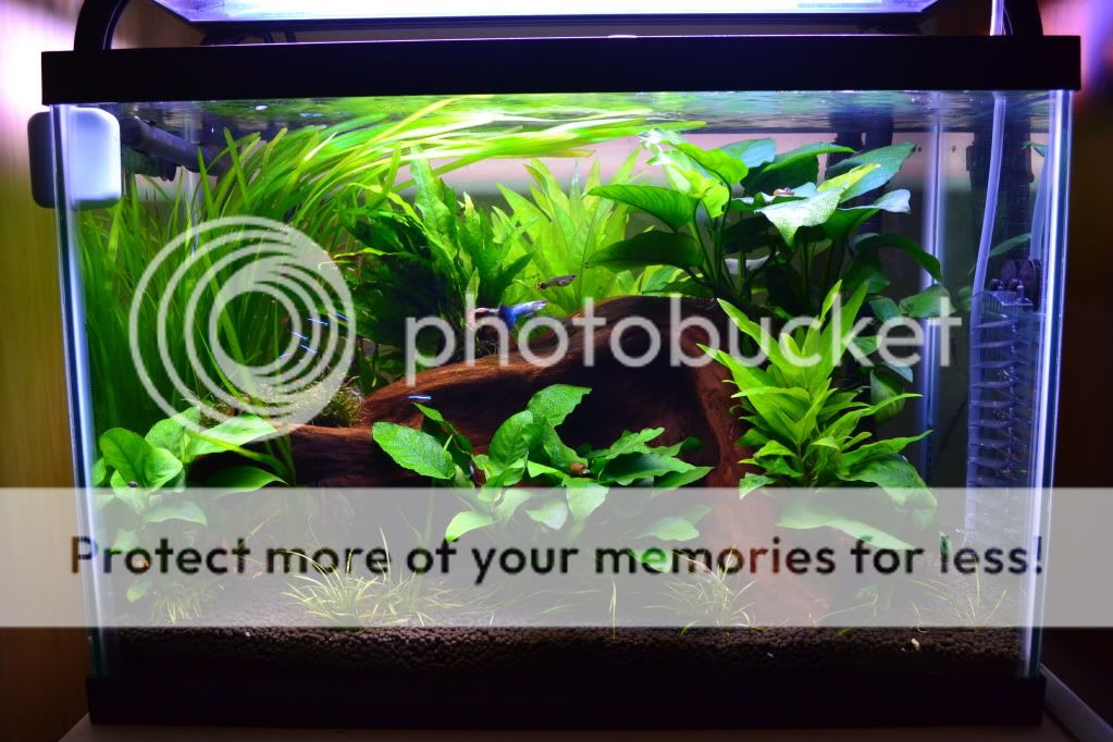 This Saval 20 Gallon Tank Is Changing the Rules Forever