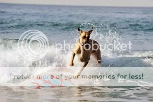 Marmaduke