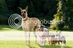 Marmaduke
