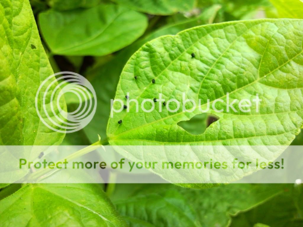 Are these black eggs or poop on the top of my bean leaves? (pics)