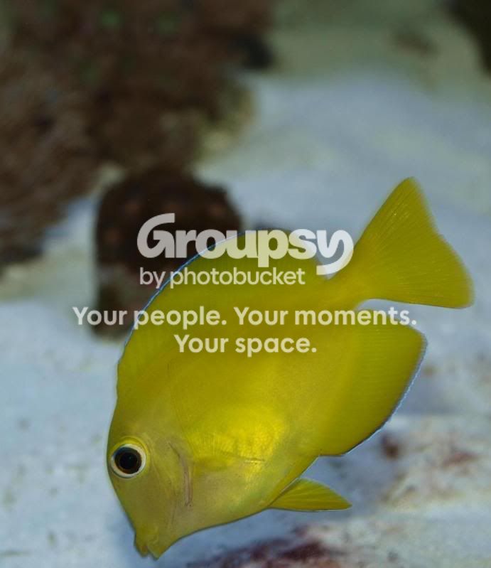 [TodoMarino.com] mis peces...