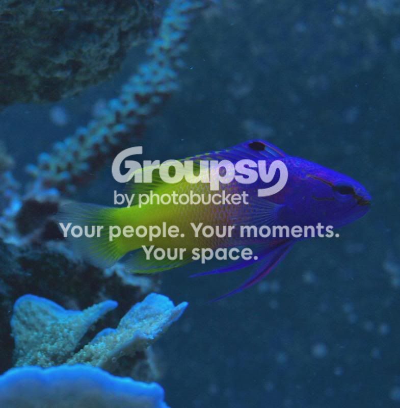 [TodoMarino.com] Por que el Pseudochromis Paccagnellae es una KK pinchada en un palo.