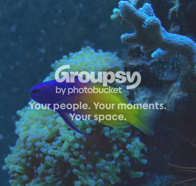 [TodoMarino.com] Por que el Pseudochromis Paccagnellae es una KK pinchada en un palo.