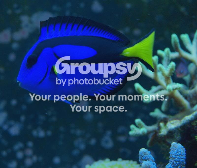 [TodoMarino.com] ¿Tu pez favorito del acuario?