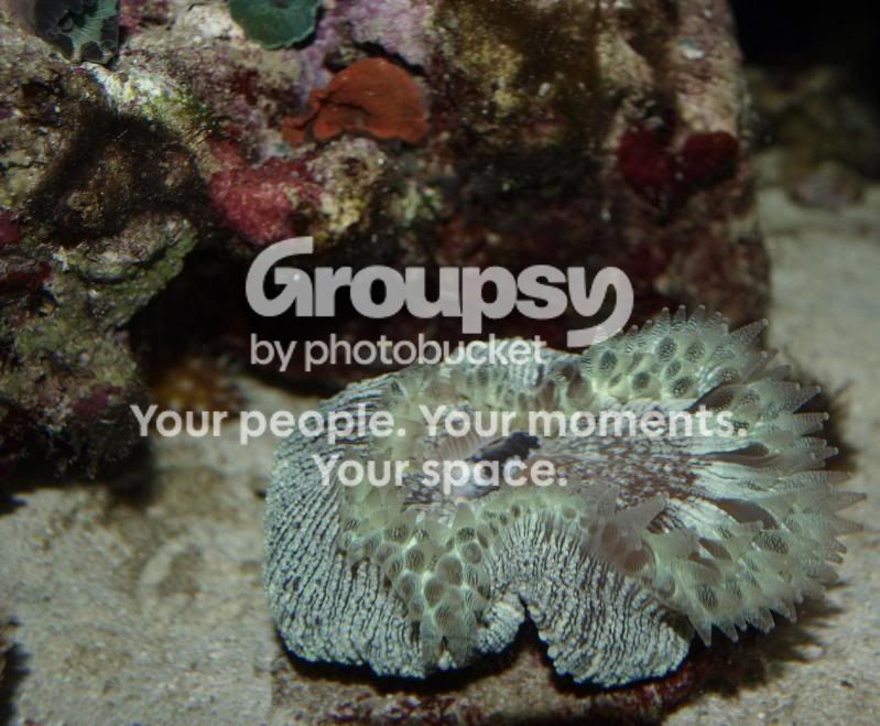 [TodoMarino.com] Mi querida Trachyphyllia ...